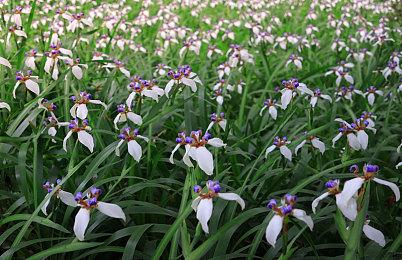 《刺客信条：影》1.0.7更新上线 “新游戏+”模式来了